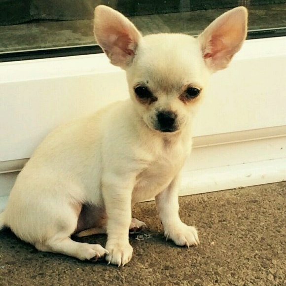 Meet your Posher, Key - Picture 1 of 1